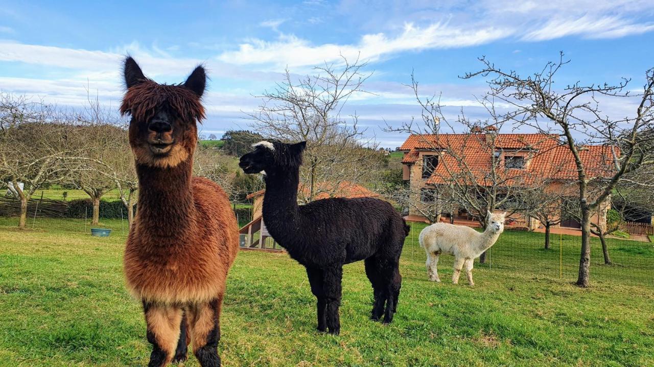 Hotel 3 Alpacas La Campa Eksteriør bilde
