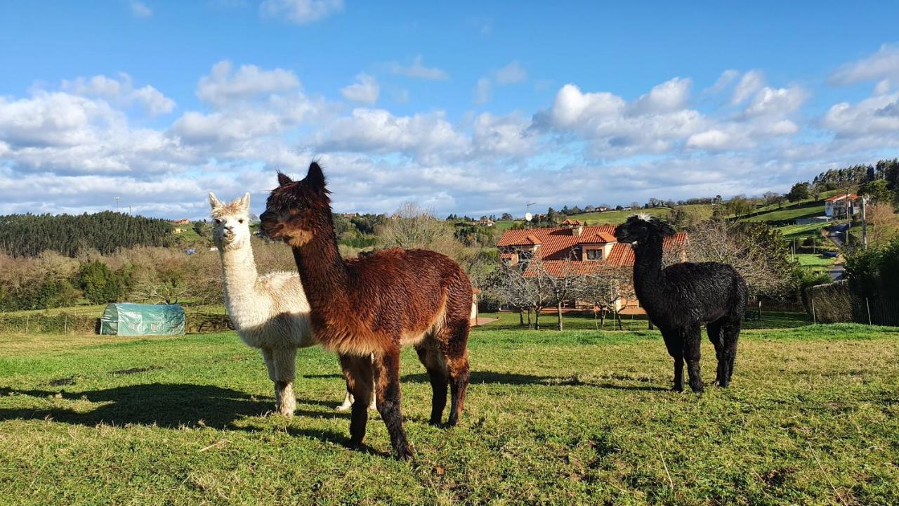 Hotel 3 Alpacas La Campa Eksteriør bilde