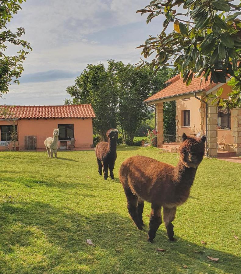 Hotel 3 Alpacas La Campa Eksteriør bilde