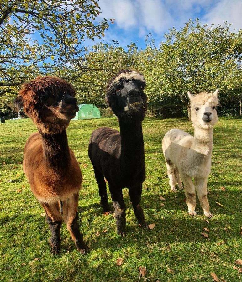 Hotel 3 Alpacas La Campa Eksteriør bilde