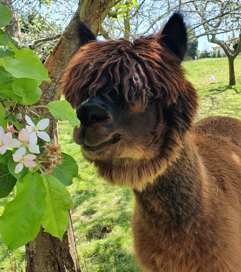 Hotel 3 Alpacas La Campa Eksteriør bilde