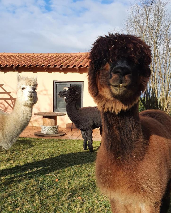 Hotel 3 Alpacas La Campa Eksteriør bilde