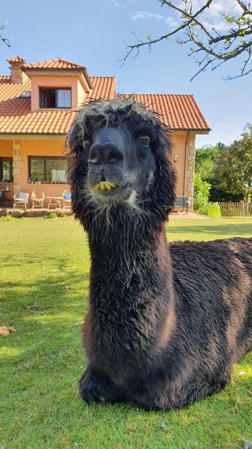Hotel 3 Alpacas La Campa Eksteriør bilde
