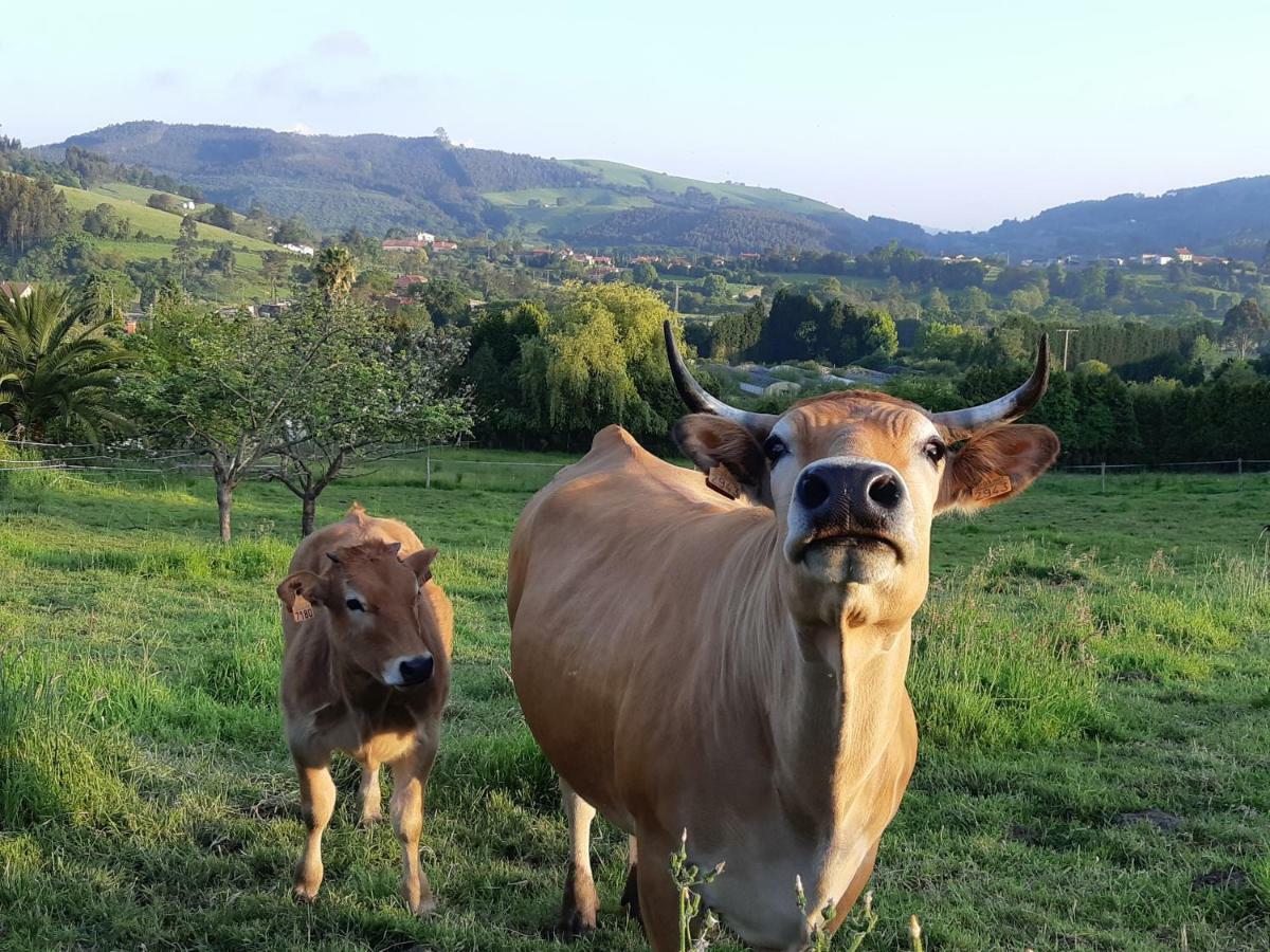 Hotel 3 Alpacas La Campa Eksteriør bilde