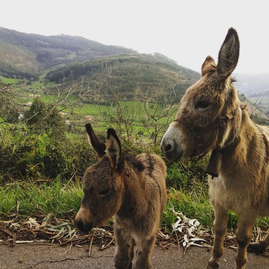 Hotel 3 Alpacas La Campa Eksteriør bilde