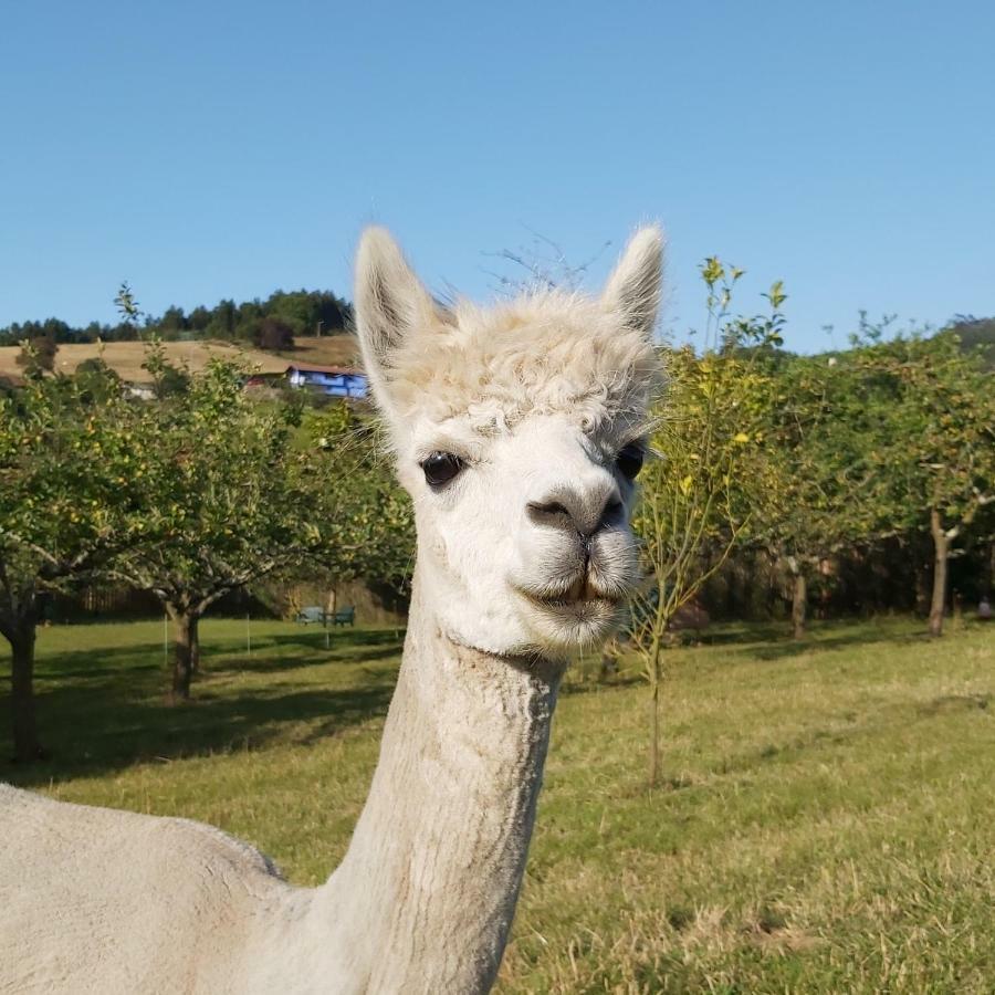 Hotel 3 Alpacas La Campa Eksteriør bilde